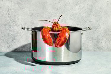 Lobster in 12qt Stock Pot against grey background