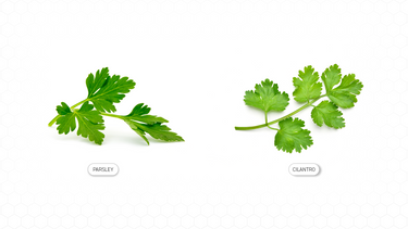 parsley vs cilantro