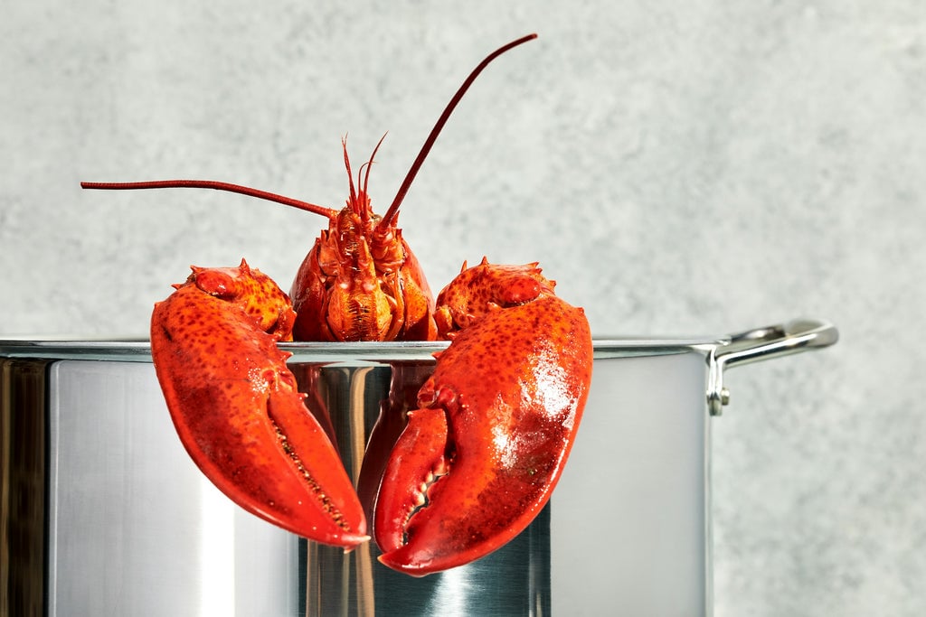 Lobster hanging out of 12 QT Stock Pot