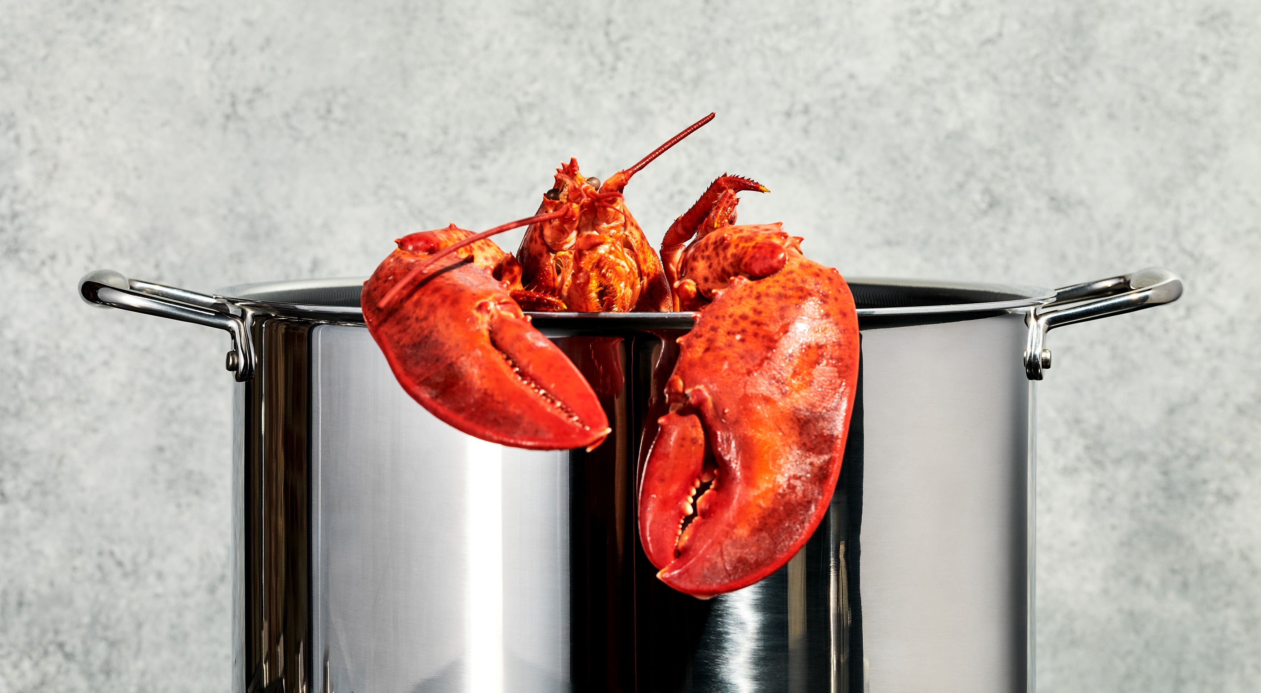 Cooked lobster protruding from a stainless steel stock pot.